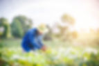 PO_Digital Farmer copy.jpg